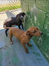 Malia - At the Shelter