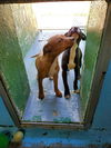 Malia - At the Shelter