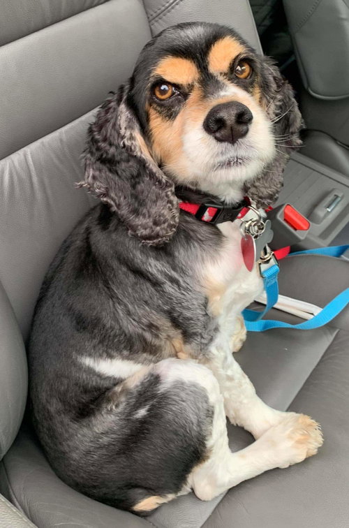 Bridget - Not at the Shelter