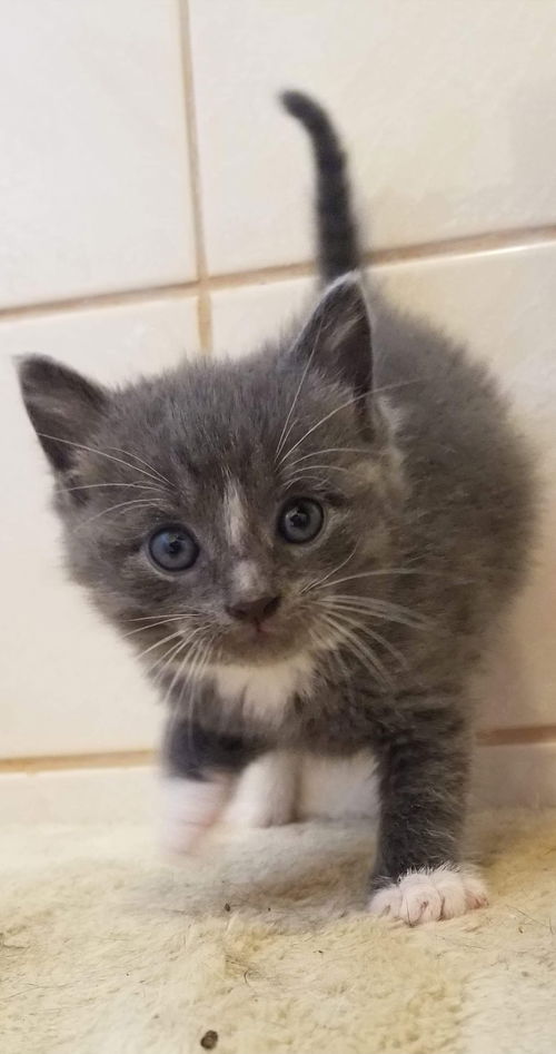 Shiro - Not at the Shelter