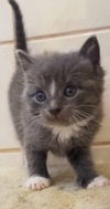 Shiro - Not at the Shelter