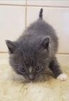 Shiro - Not at the Shelter