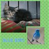 Bluebird - Not at the Shelter