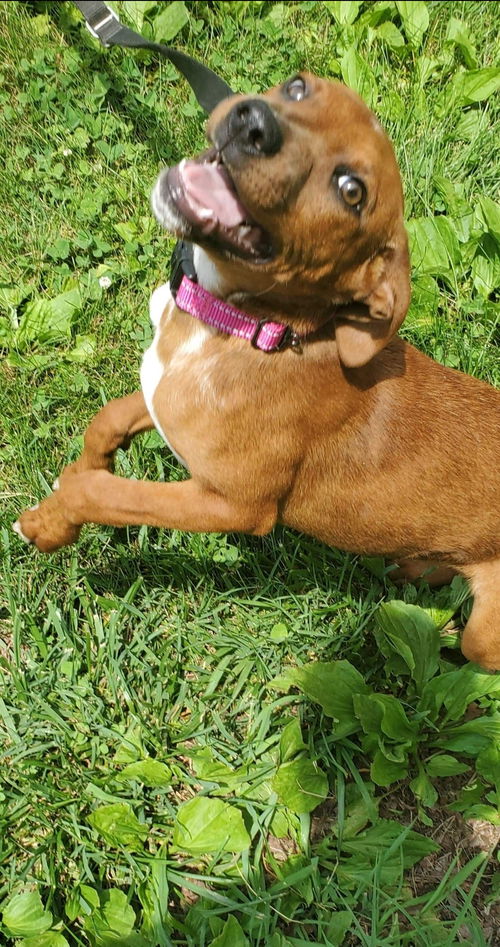Pumpernickel - At the Shelter