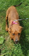 Pumpernickel - At the Shelter