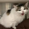 Crystal Paisley - At the Shelter