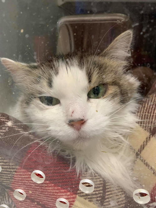 Crystal Paisley - At the Shelter