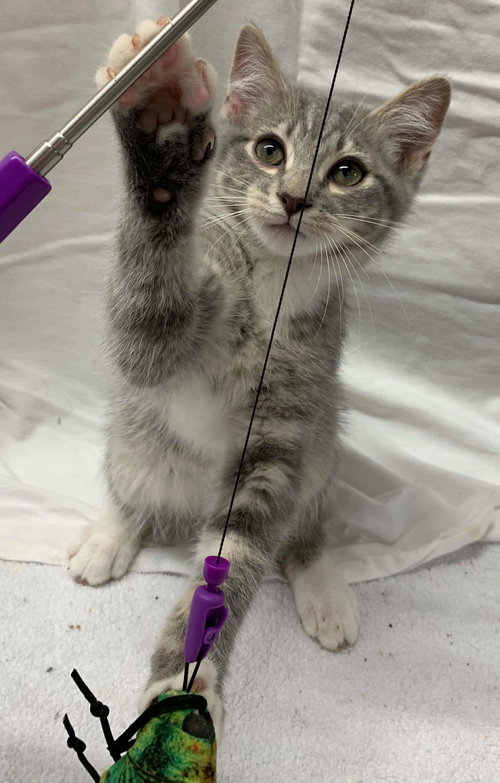 Julius - Visit at PetSmart