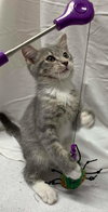 Julius - Visit at PetSmart