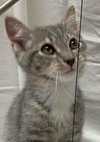Julius - Visit at PetSmart