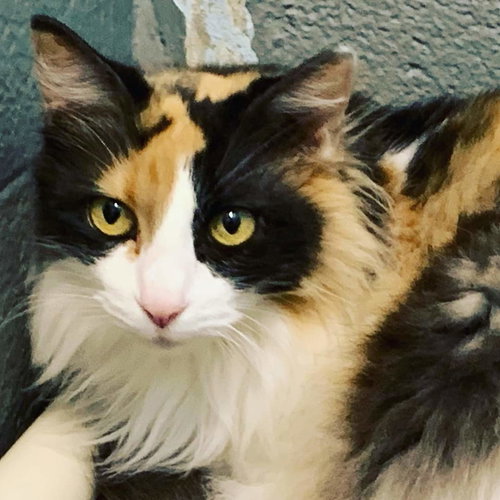 Bubbles - Visit her at Petsmart Lynchburg