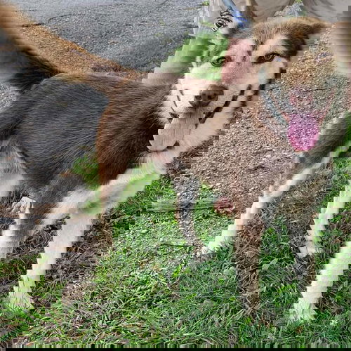 Skunk - At the Shelter