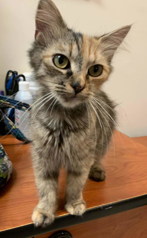 Tara - Visit at Petsmart