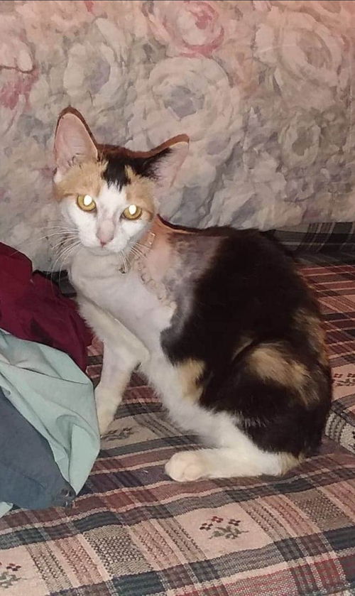Mapleshade - Not at the Shelter