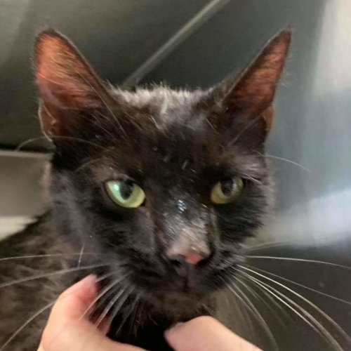 Brynn - Visit her at Petsmart Lynchburg