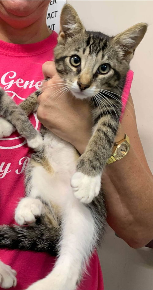 Caster - Visit at Petsmart Lynchburg