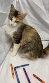 Dove: Visit her at Petsmart