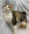 Dove: Visit her at Petsmart