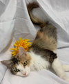 Dove: Visit her at Petsmart