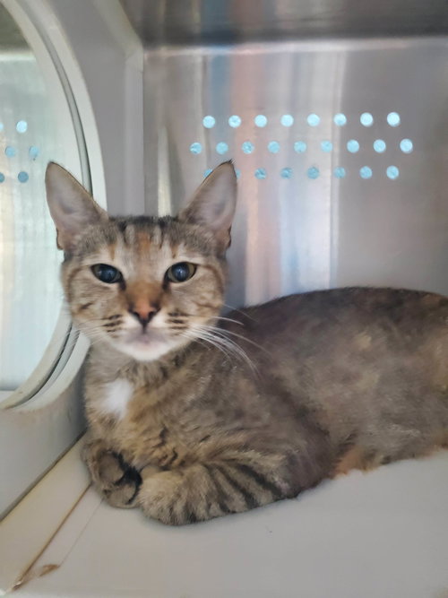 Meara - At the Shelter
