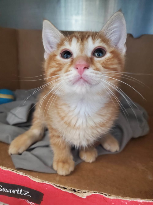 Mateo - At the Shelter