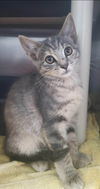 Hattie: visit at Lynchburg Petsmart