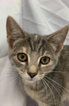 Hattie: visit at Lynchburg Petsmart
