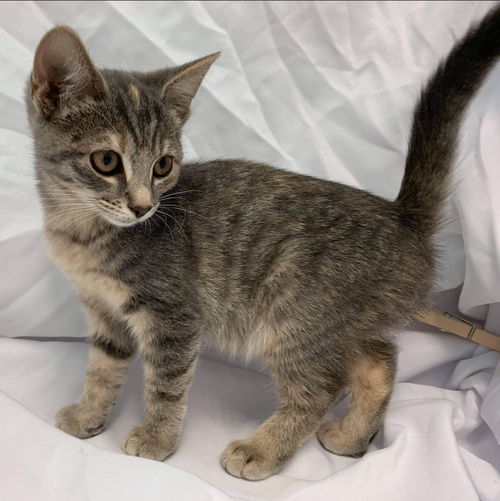 Hattie: visit at Lynchburg Petsmart