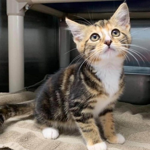 Brooksie - At the Shelter
