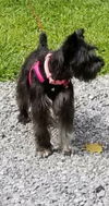 Lola - Not at the Shelter