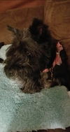 Lola - Not at the Shelter