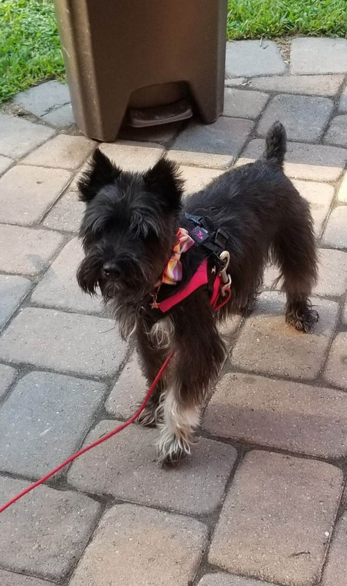Lola - Not at the Shelter
