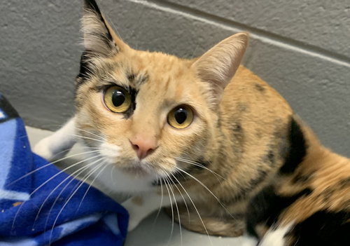 Dyani - Visit at Petsmart