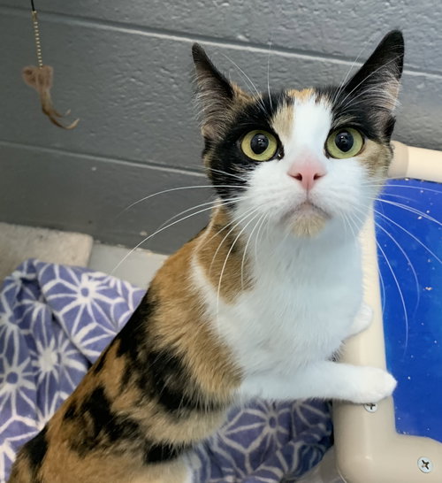 Doe: visit  at Petsmart Lynchburg
