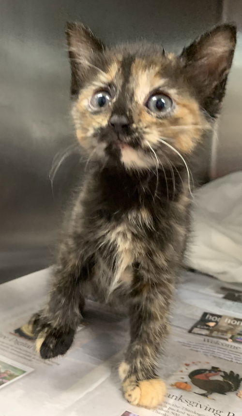Emily - At the Shelter