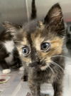 Emily - At the Shelter