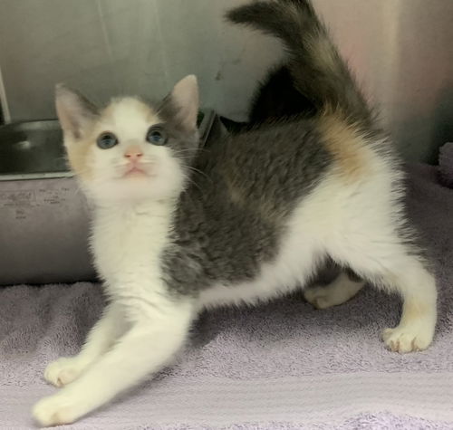 Erica - At the Shelter