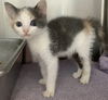 Erica - At the Shelter
