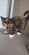 Evelyn - At the Shelter