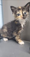 Evelyn - At the Shelter