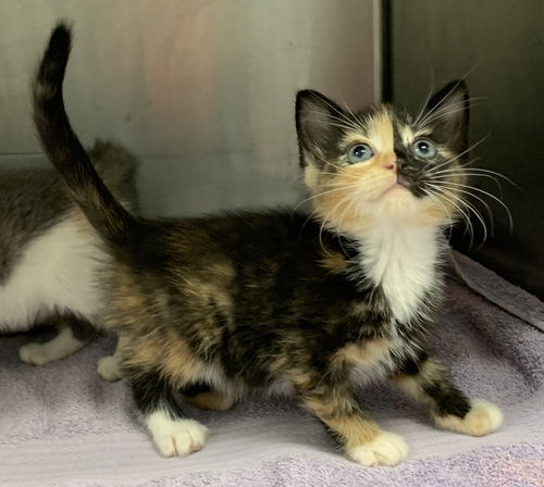 Evelyn - At the Shelter