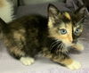 Evelyn - At the Shelter