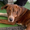 Dragon - Not At the Shelter