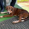Dragon - Not At the Shelter