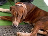 Dragon - Not At the Shelter