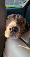 Dragon - Not At the Shelter
