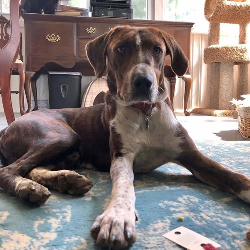 Dragon - Not At the Shelter