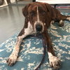 Dragon - Not At the Shelter