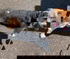 Poppyseed - Not At the Shelter