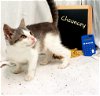 Chauncey - Visit at Lynchburg Petsmart